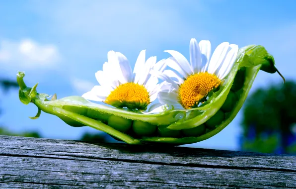The sky, flowers, nature, chamomile, peas, peas, pods