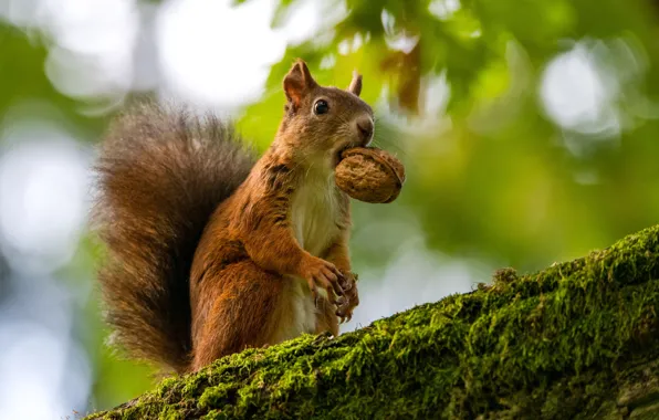 Picture nature, walnut, protein, animal, rodent