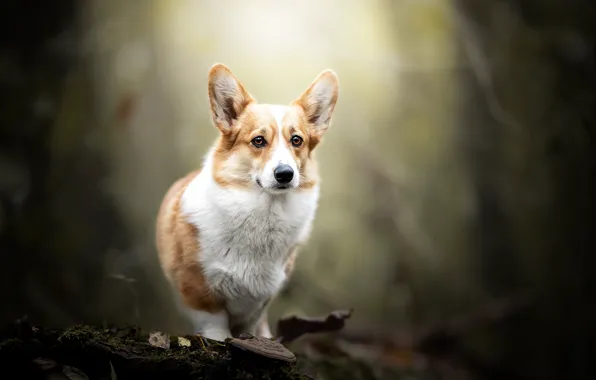 Nature, dog, Corgi