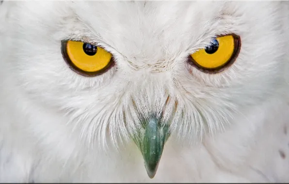Picture look, Owl, beak
