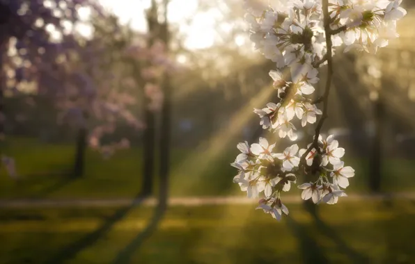 Rays, light, flowers, cherry, Park, lawn, glade, blur