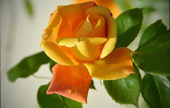 Picture Rose, Yellow rose, Yellow rose