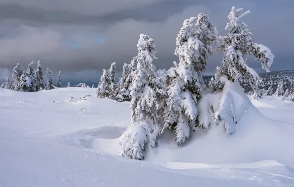 Winter, forest, the sky, clouds, snow, clouds, in the snow, ate