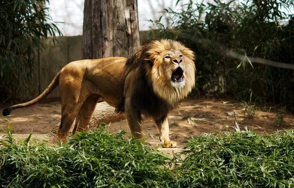 Leo, beast, zoo