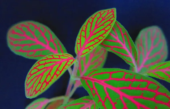 Picture leaves, line, pattern, plant, color