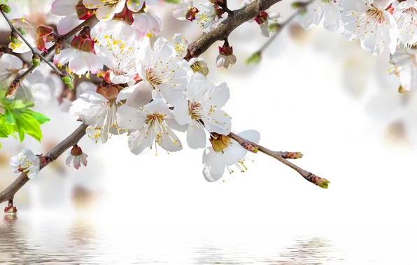 Water, sprig, spring, flowers, flowering