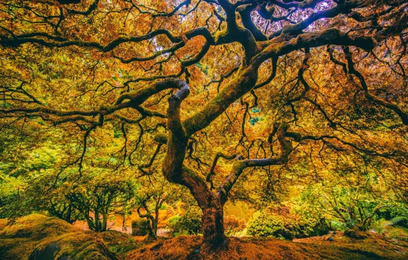 Leaves, trees, branches, nature