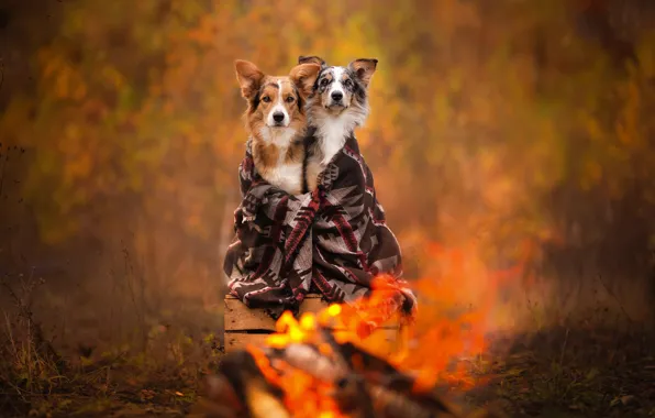 Autumn, plaid, box, a couple, bokeh, two dogs