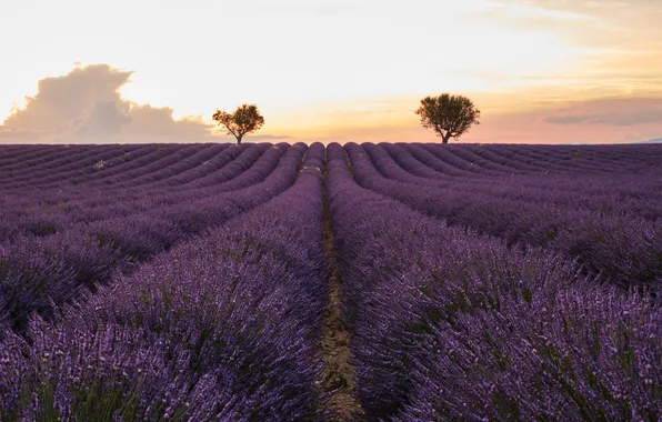 Lavender, plantation, lavender field