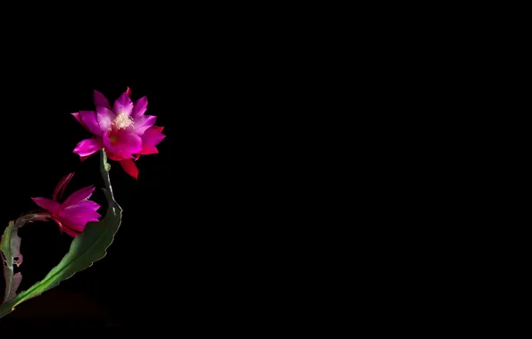 Light, Wallpaper, shadow, petals, stem
