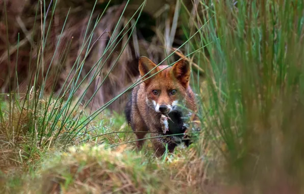 Grass, look, nature, the victim, predator, mouse, mouse, Fox