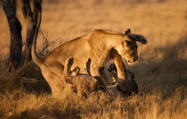 Field, grass, light, pose, tree, the game, pair, lions