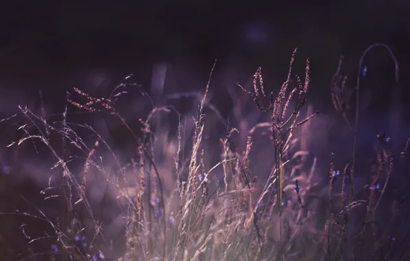 Picture purple, grass, macro, nature, photo, Wallpaper, color, plants