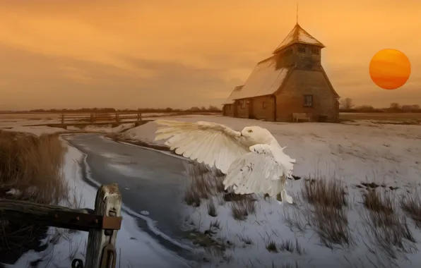 Winter, field, the sun, flight, house, rendering, owl, the building