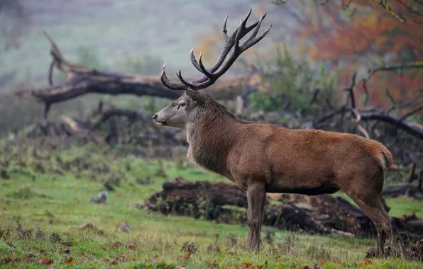 Picture autumn, nature, deer, horns, profile