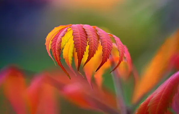 Autumn, leaves, macro, the crimson