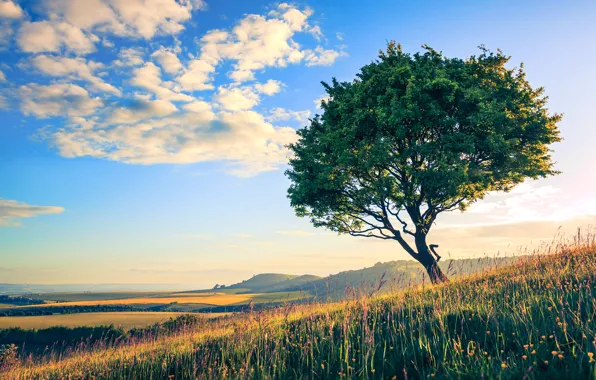 Picture field, the sky, grass, clouds, trees