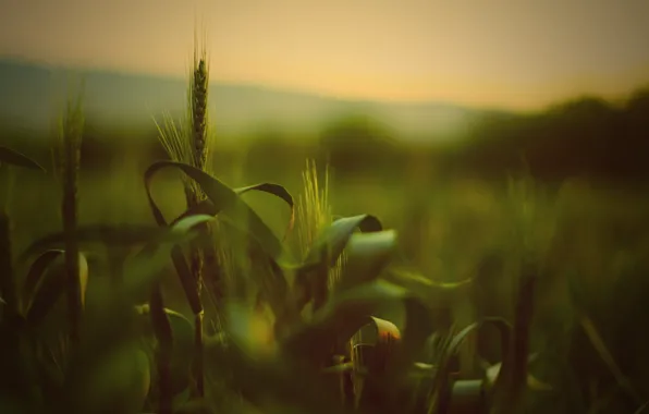 Green, plant, ear