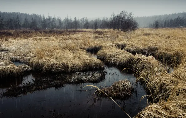 Grass, mud, swamp