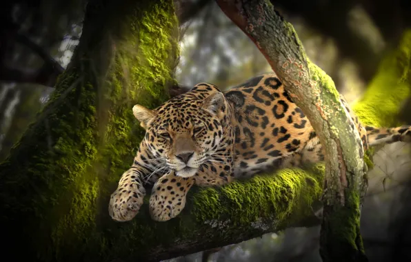 Nature, tree, animal, moss, predator, jungle, leopard, Africa