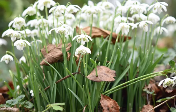 Leaves, flowers, spring, snowdrops, white, bokeh, bushes