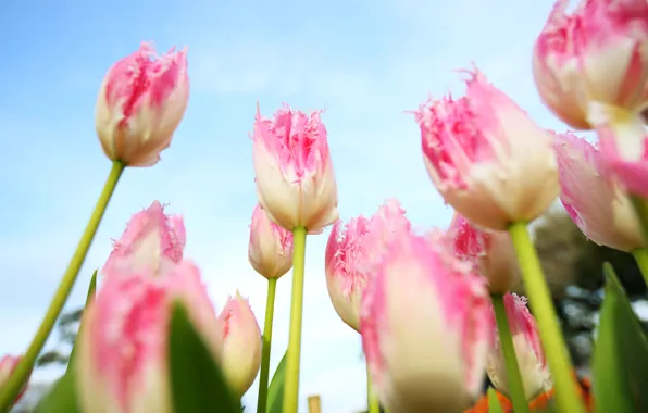 Picture the sky, petals, stem, tulips