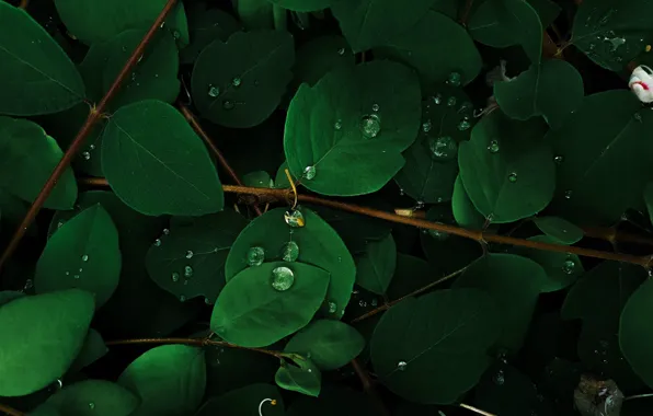 Picture green leaves, water drops, tree branches