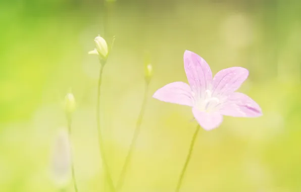 Picture flower, macro, nature, plant, focus, petals, flower, nature