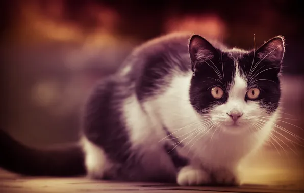 Cat, eyes, cat, look