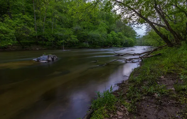 Forest, river, stones