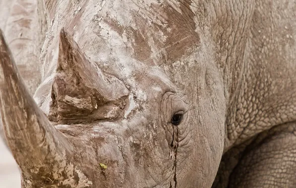 Picture nature, background, Rhino