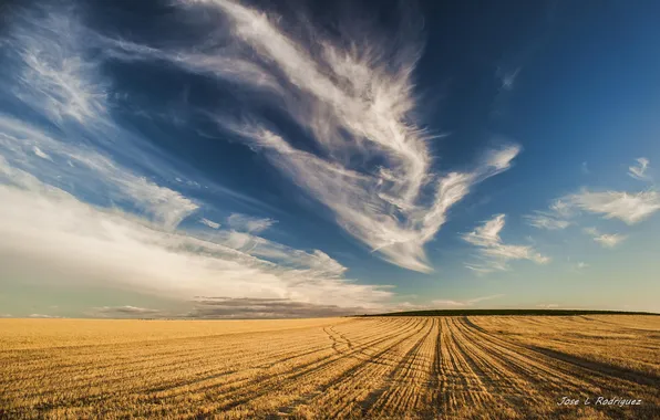 Field, the sky, clouds, nature