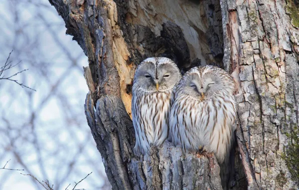 Picture trees, nature, bird, owl long-tailed, The Ural owl