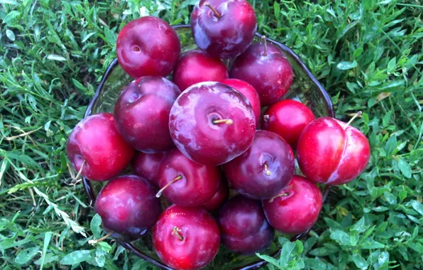 Fruit, vitamins, plum, drain, the gifts of summer