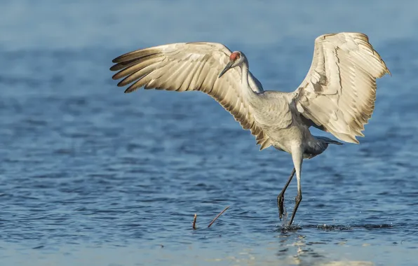 Water, bird, wings, Sandhill crane