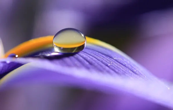 Drops, flowers, Rosa, petals