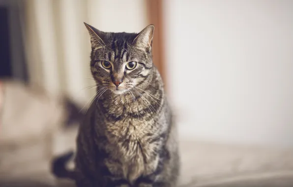 Cat, cat, mustache, wool, looks