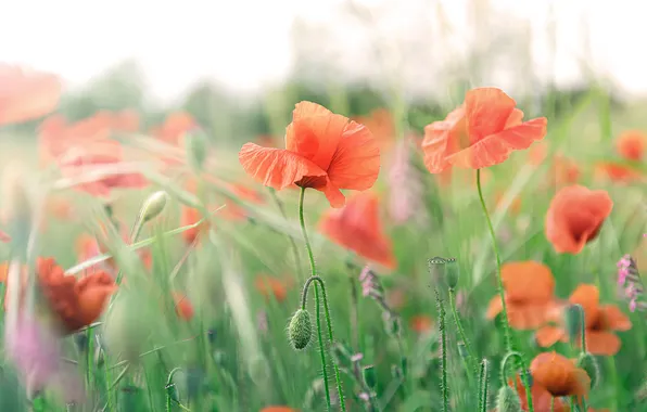 Summer, flowers, Maki, meadow, red, ears, buds, bokeh