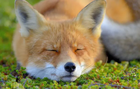 Picture face, Fox, sleeping, Fox