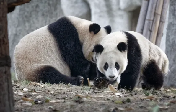 Look, nature, bears, pair, Panda, bear, bear