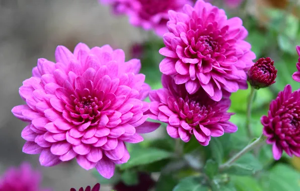 Autumn, chrysanthemum, the color purple, autumn nature