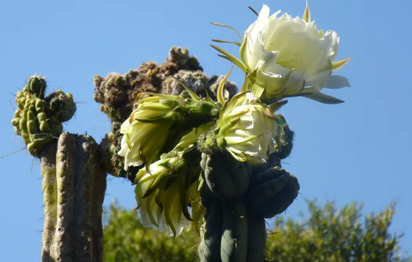 Cactus, pinya de rosa, blanes