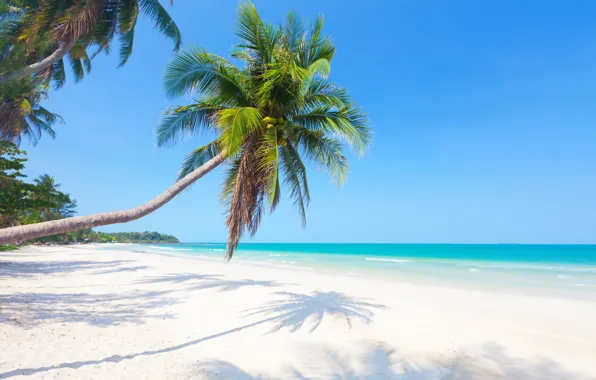 Sand, sea, beach, the sun, palm trees, shore, summer, beach