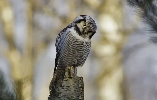 Picture look, bird, Owl, hawk