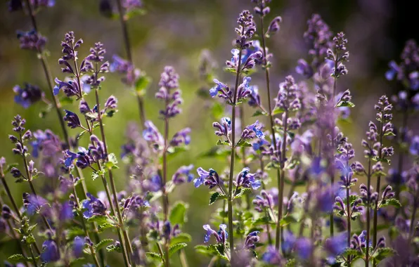 Picture summer, flowers, focus, purple, Sunny, field