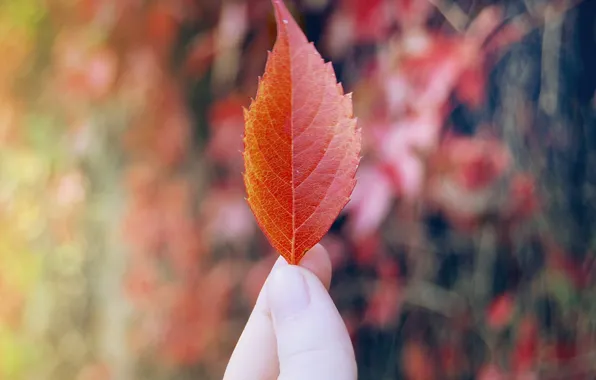 Red, sheet, leaf