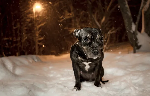 Winter, look, snow, each, dog