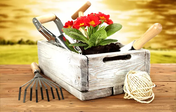 Flowers, red, box, red, box, flowers, primrose, garden tools