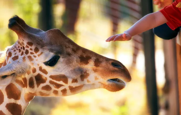 Picture summer, hand, zoo, giraffe