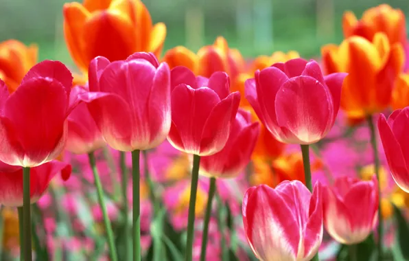 Picture flowers, spring, tulips